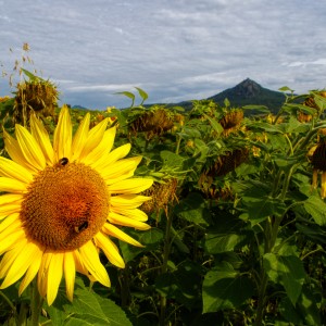 _MG_5526 (1)